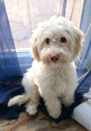 Female cockapoo