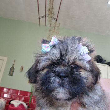 Beautiful Shih Tzu Girls Looking for Their Forever Homes