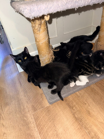 10 mixed gorgeous kittens