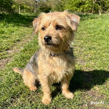 Looking for a new family member