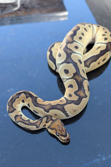 Orange dream clown