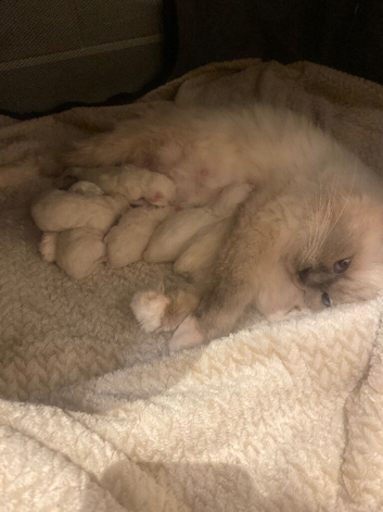 Beautiful Ragdoll kittens