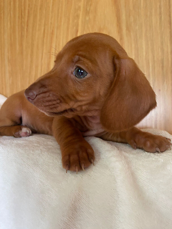 Miniature dachshund