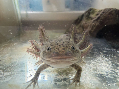 6 month old light wild axolotl