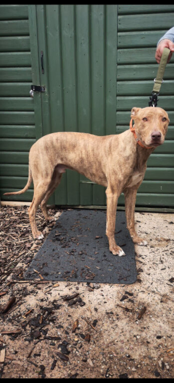 bull greyhound 11months old