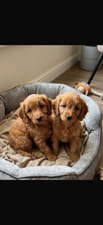 Cockapoo puppies