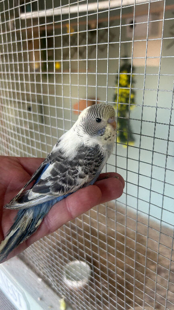 Young budgies