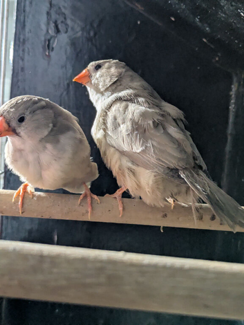 Black breasted fawn split orange breasted hens