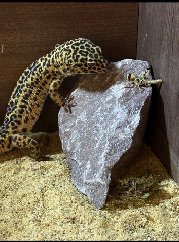 Large female leopard gecko
