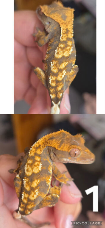 Baby crested geckos for sale