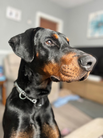 Dobermann