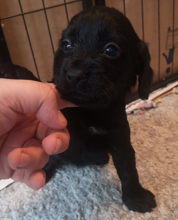 Cocker spaniel pups