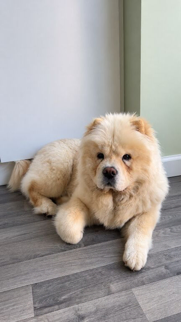 Chow chow for rehoming