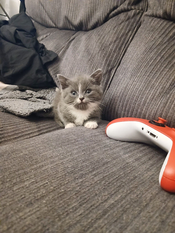 Beautiful cross kittens