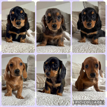 BEAUTIFUL KC REG AND PRA CLEAR MINIS
