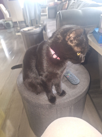 2 Black kittens