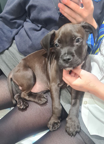 Mixed breed boy dog