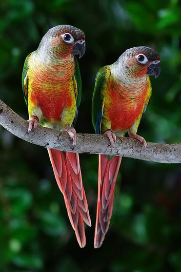 2 x 2025 yellow sided conure cock/male birds