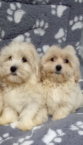 Multipoos puppies mix litter ready to go one boy one girl available