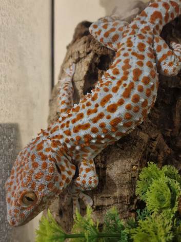 Tokay gecko large male