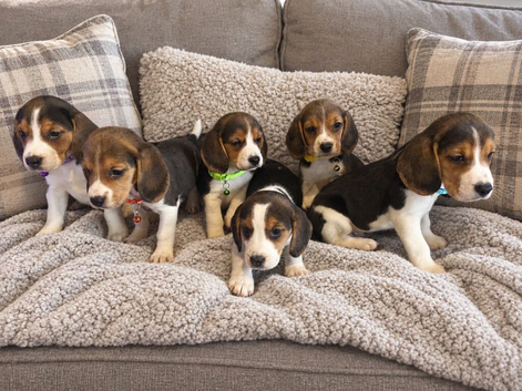 Full beagles