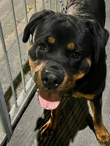 Dog for sale