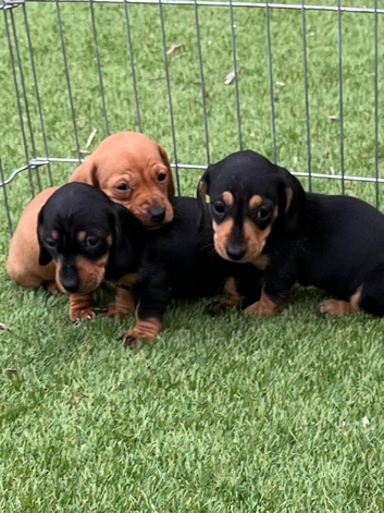 3 female Mini dachshunds for sale