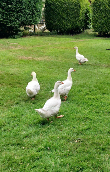 Embden goslings unsexed.