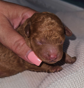 Licensed breeder, pedigree tiny red toy poodles
