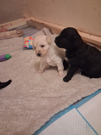 Beautiful bordoodle puppies for sale