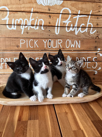 Kittens for sale
