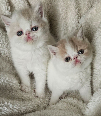 2 BEAUTIFUL GCCF EXOTIC PERSIAN KITTENS