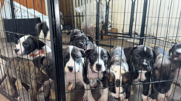 Presa Canario cross mastiff mix