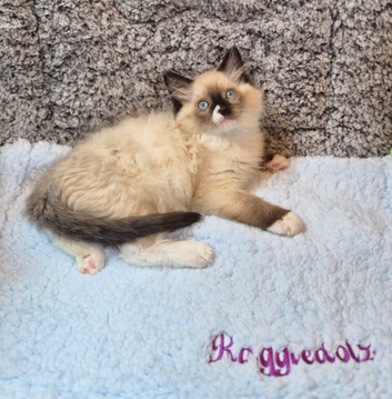 GCCF Registered Ragdoll Kittens