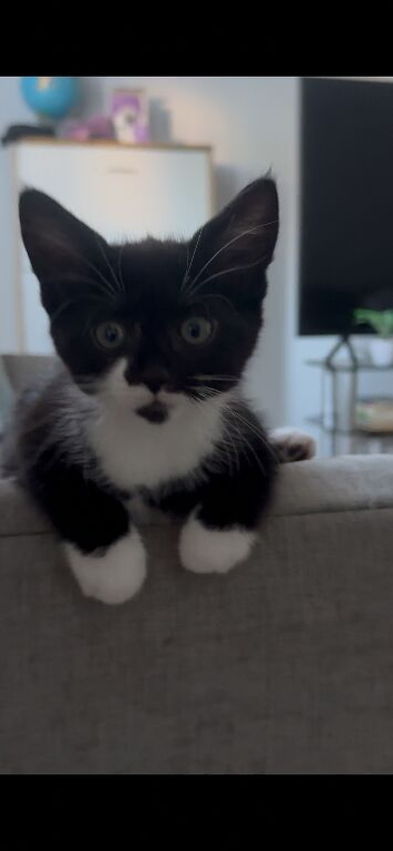 Beautiful kitty 13 weeks old- used to Dogs and birds