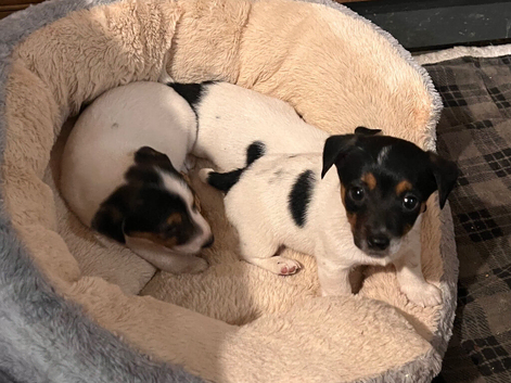 Beautiful True type Jack Russell puppies
