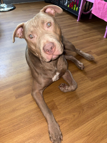 Beautiful 9 Month-Old Male Puppy Looking for His Forever Home