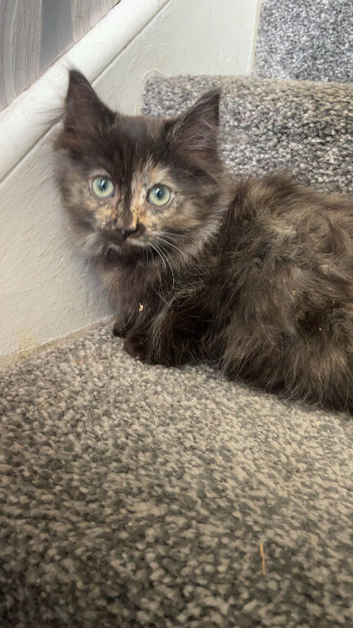 Tortie Ragdoll x Norwegian forest kittens