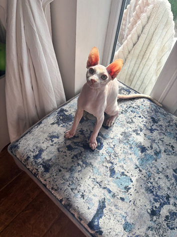 Lovely Sphynx cat looking for forever home