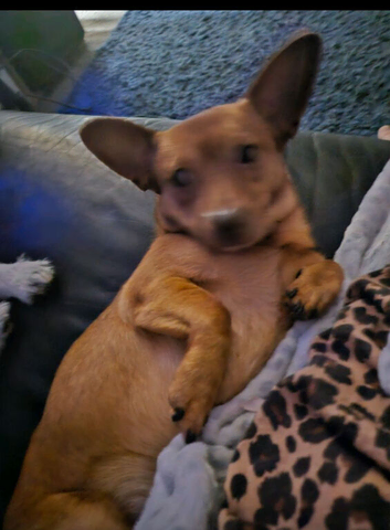 Pomeranian cross dashhound