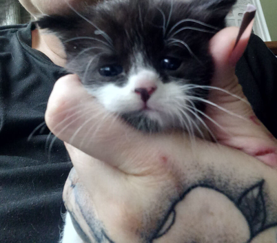 8 week boy
