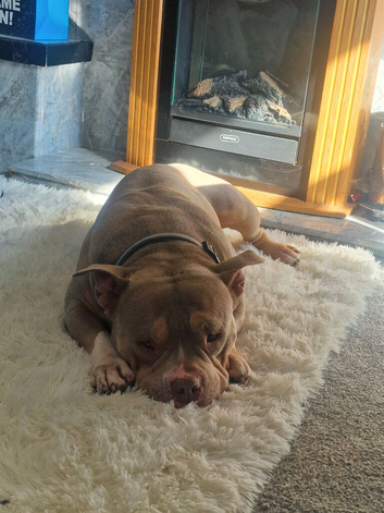 Abkc reg american pocket bully