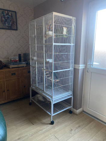 2 1 yr old blue kakarikis including cage