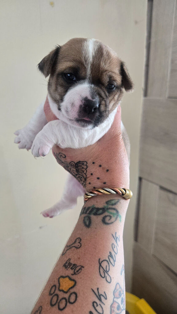 Jack russell terriers jack pack puppies