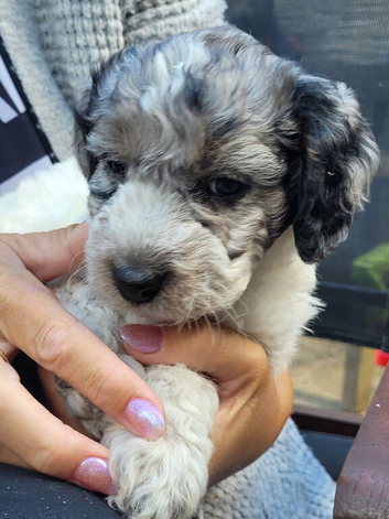 Cockapoo puppies