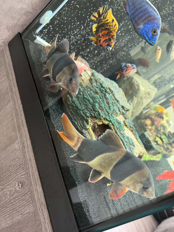 Clown loach