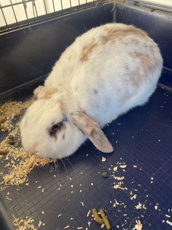 Female rabbit