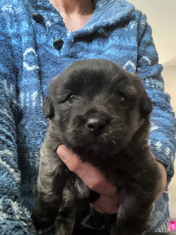 Havashu pups