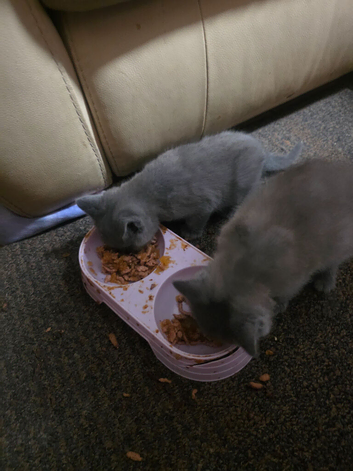British shorthair