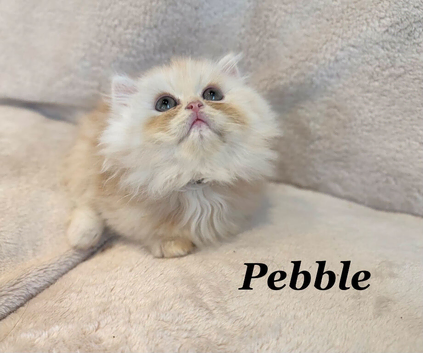*Last One* Beautiful Pure Persian Kittens